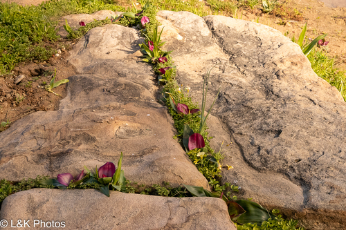 Colchicum burchellii