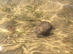 Pleurobranchaea meckeli