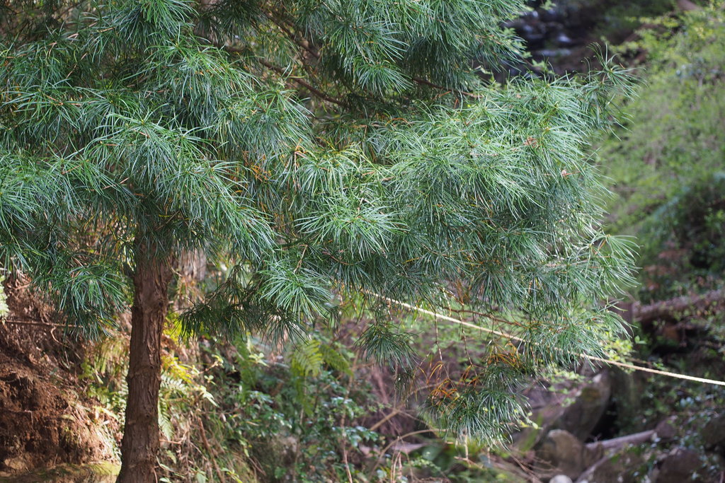 Sciadopitys verticillata, Nishiurakouchi, Numazu, Shizuoka 410-0232, Japan