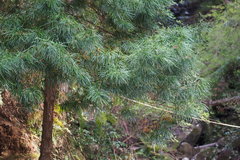 Sciadopitys verticillata