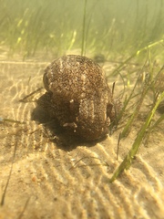 Pleurobranchaea meckeli