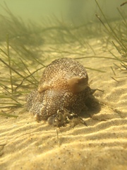 Pleurobranchaea meckeli