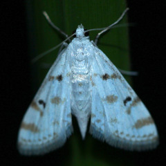 Lepidoptera