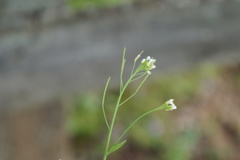 Arabis hirsuta