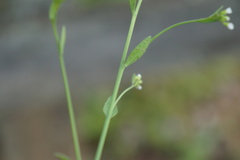 Arabis hirsuta