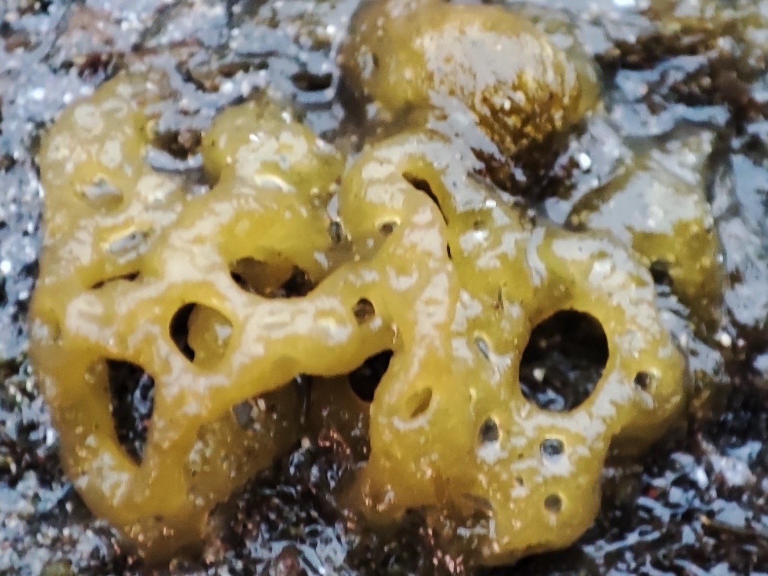 Hydroclathrus clathratus