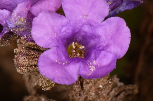 Image of Phacelia pulchella by (c) Darrin Gobble, some rights reserved (CC BY)