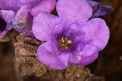 Image of Phacelia pulchella by (c) Darrin Gobble, some rights reserved (CC BY)