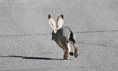 Black-tailed Jackrabbit photographed in Nevada