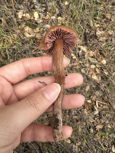 iNaturalist observation photo of Western Amethyst Laccaria
