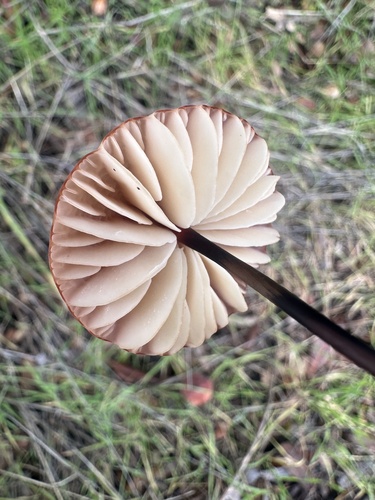 iNaturalist observation photo of red pinwheel