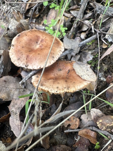 iNaturalist observation photo of Common Milkcaps