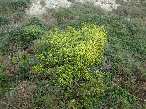 Image of Euphorbia melitensis by (c) Daniel Cahen, some rights reserved (CC BY)
