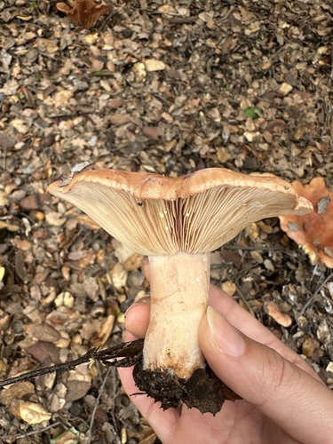 iNaturalist observation photo of Yellow-staining Milk Cap