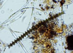 Triploceras gracile