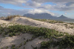 Thinopyrum distichum