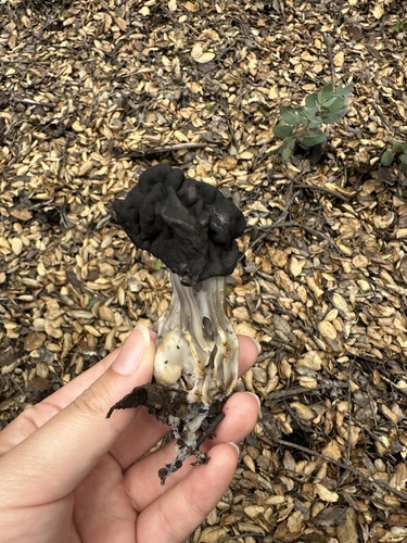 iNaturalist observation photo of Oak-loving Elfin Saddle