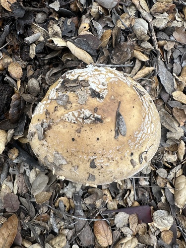 iNaturalist observation photo of amanita mushrooms
