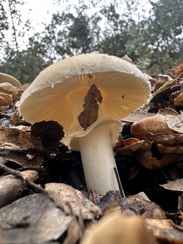 iNaturalist observation photo of amanita mushrooms