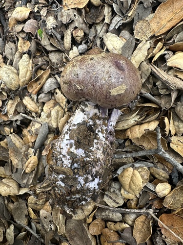iNaturalist observation photo of Webcaps