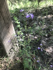 Collinsia violacea