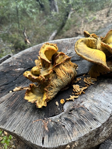 iNaturalist observation photo of western jack-o'-lantern