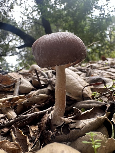 iNaturalist observation photo of Brittlestems and Allies