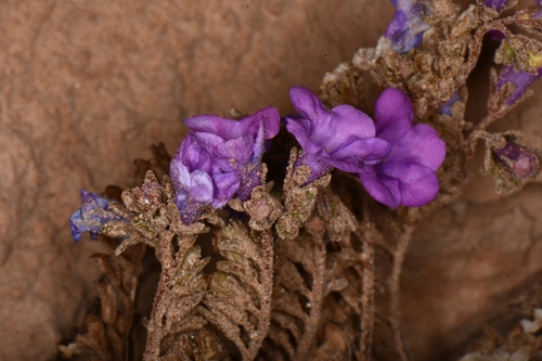 Image of Phacelia pulchella by (c) Darrin Gobble, some rights reserved (CC BY)