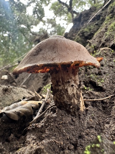 iNaturalist observation photo of Fungi Including Lichens