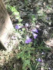 Collinsia violacea