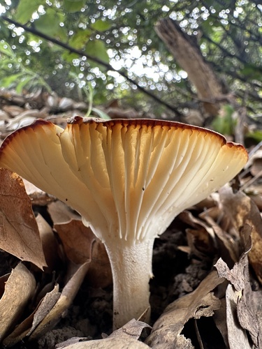 iNaturalist observation photo of Common Gilled Mushrooms and Allies
