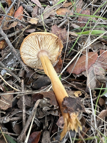 iNaturalist observation photo of Gymnopus