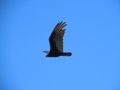 Cathartes aura image