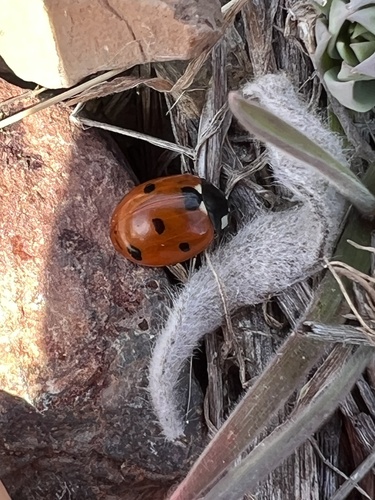 Seven-spotted Lady Beetle photographed in Idaho