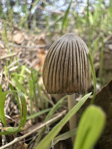 iNaturalist observation photo of Brittlestems and Allies