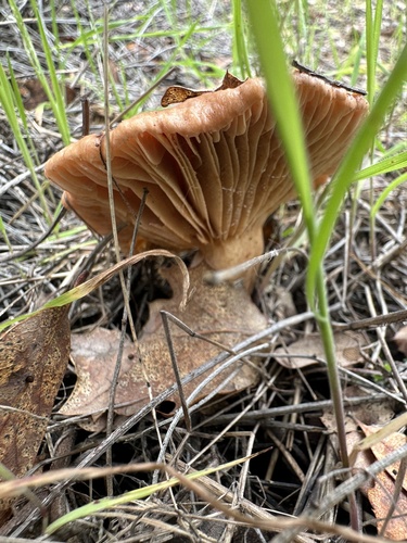 iNaturalist observation photo of Yellow-staining Milk Cap