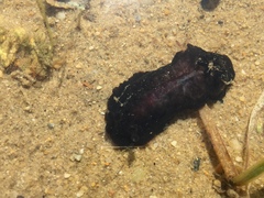 Dendrodoris temarana