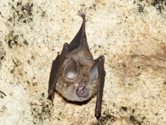 Rhinolophus deckenii