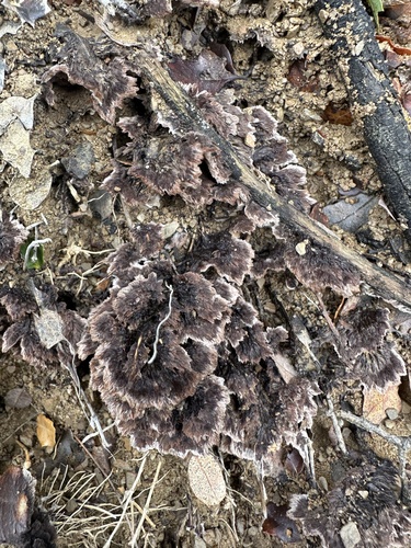 iNaturalist observation photo of Common Fiber Vase
