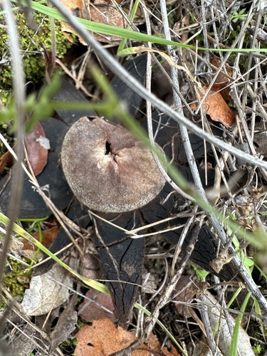 iNaturalist observation photo of Barometer Earthstars