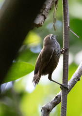 Pheugopedius maculipectus