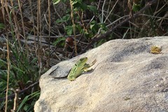 Timon lepidus ibericus