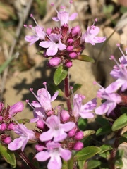 Serpyllum