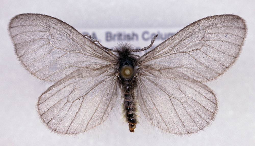 Hyaloscotes fragmentella