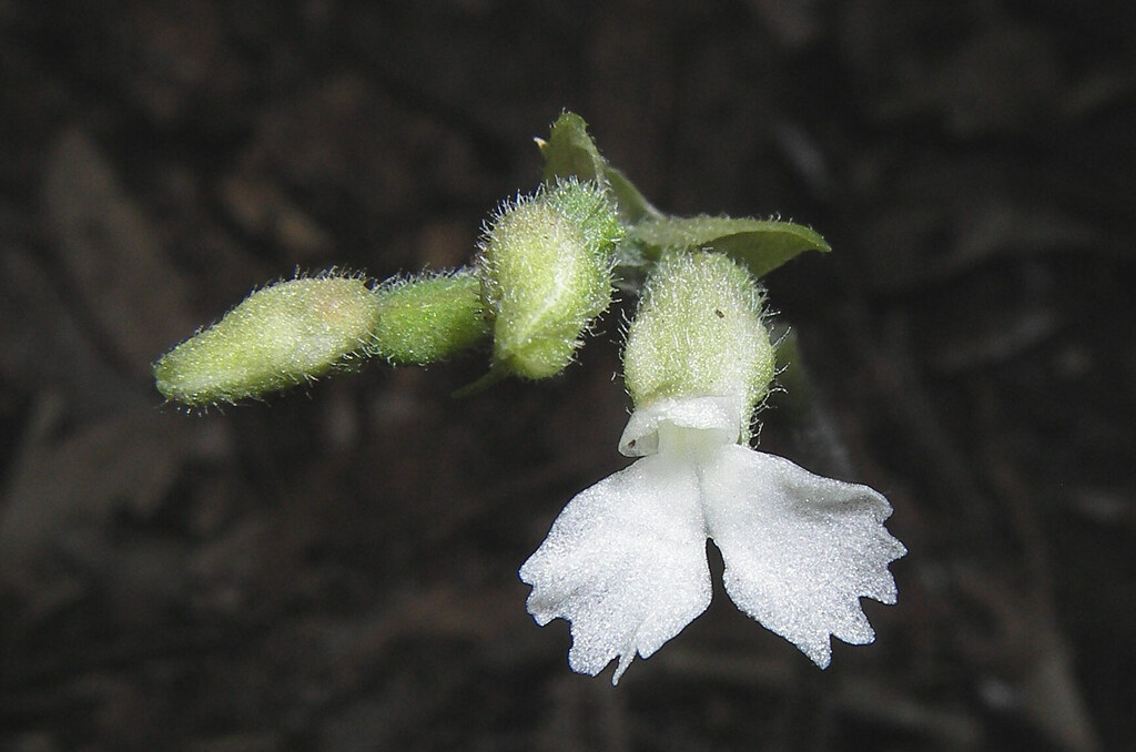 Cheirostylis notialis