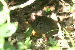 Petrodromus tetradactylus