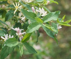 Lonicera × bella