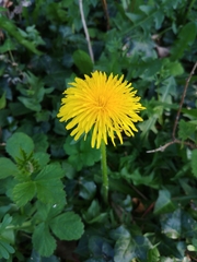 Taraxacum officinale