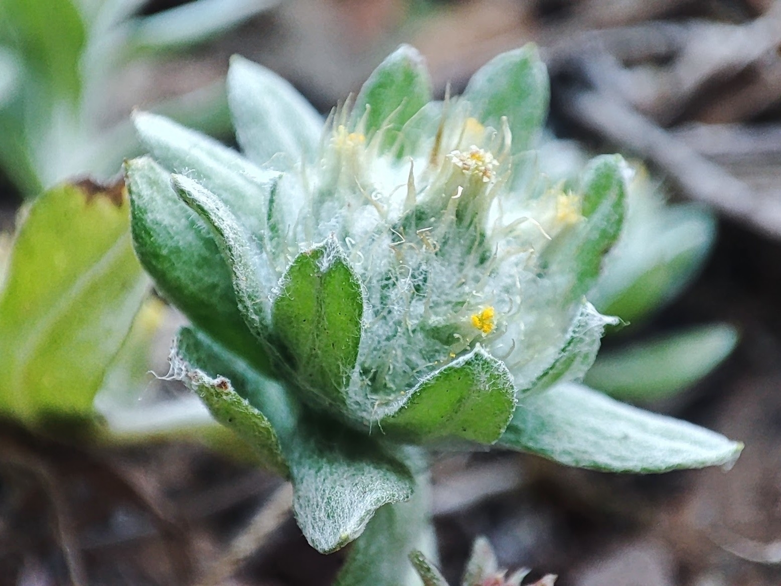 Filago pyramidata