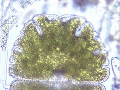 Micrasterias jenneri